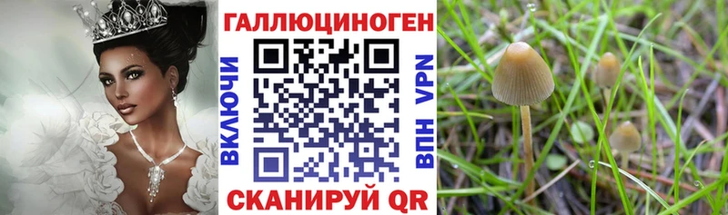 сайты даркнета как зайти  наркошоп  Михайловка  Галлюциногенные грибы Psilocybine cubensis 